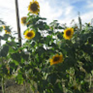 Meet your Posher, Sonia